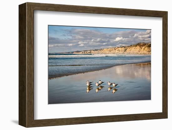 USA, California, La Jolla. Royal terns and Scripps Pier at La Jolla Shores-Ann Collins-Framed Photographic Print