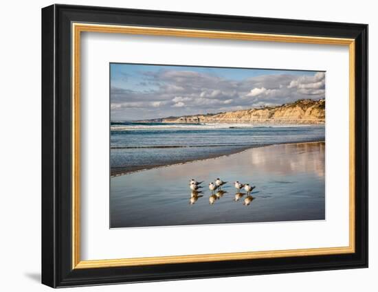 USA, California, La Jolla. Royal terns and Scripps Pier at La Jolla Shores-Ann Collins-Framed Photographic Print