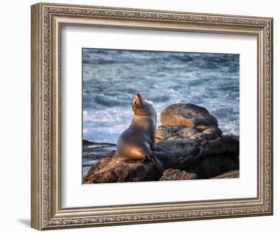 USA, California, La Jolla, Sea lion at La Jolla Cove-Ann Collins-Framed Photographic Print