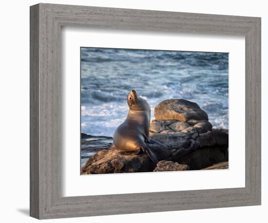 USA, California, La Jolla, Sea lion at La Jolla Cove-Ann Collins-Framed Photographic Print