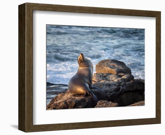 USA, California, La Jolla, Sea lion at La Jolla Cove-Ann Collins-Framed Photographic Print