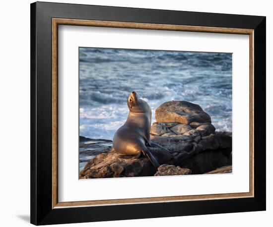 USA, California, La Jolla, Sea lion at La Jolla Cove-Ann Collins-Framed Photographic Print