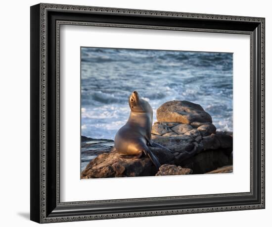 USA, California, La Jolla, Sea lion at La Jolla Cove-Ann Collins-Framed Photographic Print