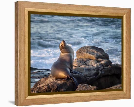 USA, California, La Jolla, Sea lion at La Jolla Cove-Ann Collins-Framed Premier Image Canvas