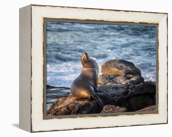 USA, California, La Jolla, Sea lion at La Jolla Cove-Ann Collins-Framed Premier Image Canvas