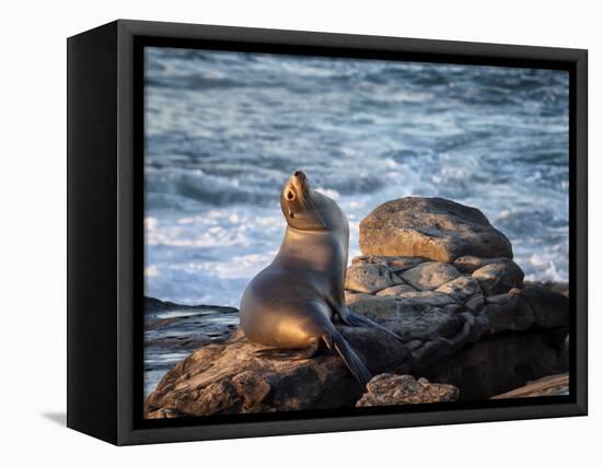 USA, California, La Jolla, Sea lion at La Jolla Cove-Ann Collins-Framed Premier Image Canvas