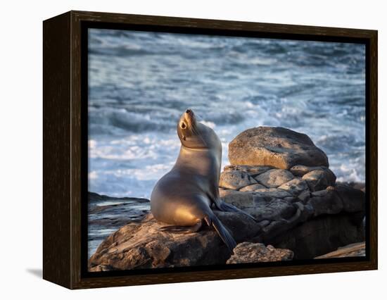 USA, California, La Jolla, Sea lion at La Jolla Cove-Ann Collins-Framed Premier Image Canvas