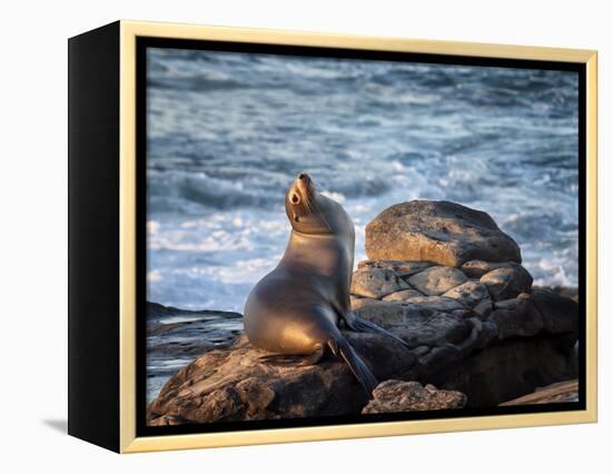 USA, California, La Jolla, Sea lion at La Jolla Cove-Ann Collins-Framed Premier Image Canvas