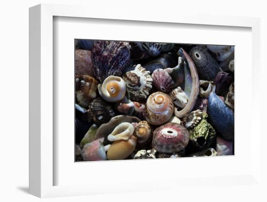 USA, California, La Jolla. Seashells on beach.-Jaynes Gallery-Framed Photographic Print