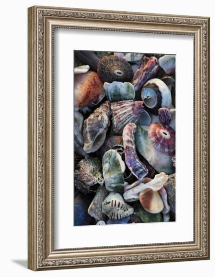 USA, California, La Jolla. Seashells on beach.-Jaynes Gallery-Framed Photographic Print