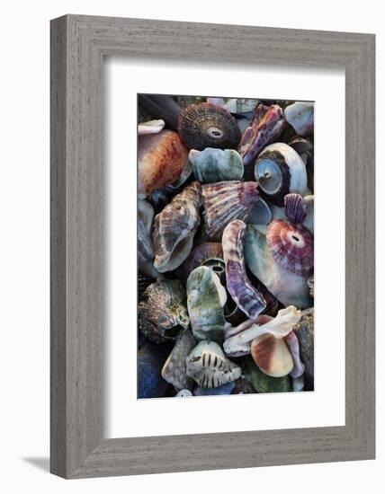 USA, California, La Jolla. Seashells on beach.-Jaynes Gallery-Framed Photographic Print