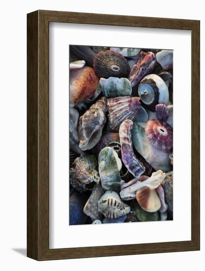 USA, California, La Jolla. Seashells on beach.-Jaynes Gallery-Framed Photographic Print