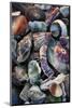 USA, California, La Jolla. Seashells on beach.-Jaynes Gallery-Mounted Photographic Print