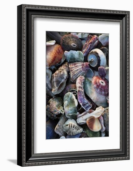 USA, California, La Jolla. Seashells on beach.-Jaynes Gallery-Framed Photographic Print