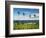 USA, California, La Jolla, Tall Palms at Scripps Park-Ann Collins-Framed Photographic Print