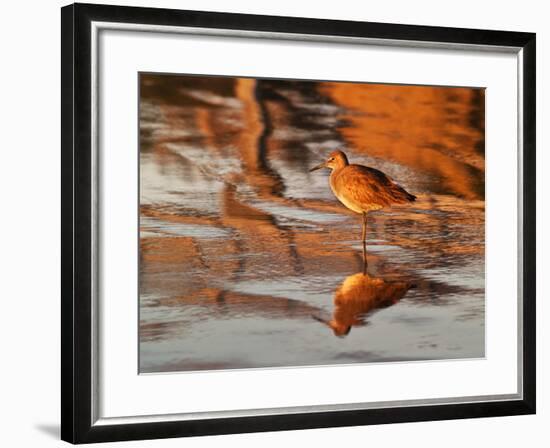 USA, California, La Jolla. Willet on Beach at La Jolla Shores-Ann Collins-Framed Photographic Print