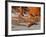 USA, California, La Jolla. Willet on Beach at La Jolla Shores-Ann Collins-Framed Photographic Print