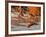 USA, California, La Jolla. Willet on Beach at La Jolla Shores-Ann Collins-Framed Photographic Print