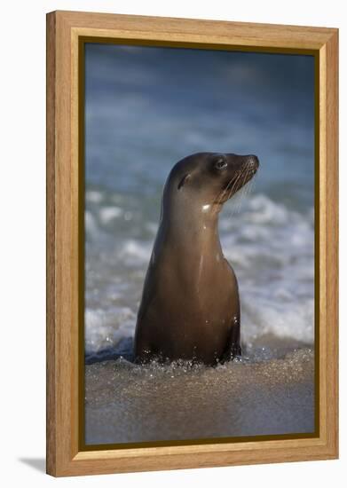 USA, California, La Jolla. Young sea lion in beach water.-Jaynes Gallery-Framed Premier Image Canvas