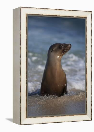 USA, California, La Jolla. Young sea lion in beach water.-Jaynes Gallery-Framed Premier Image Canvas