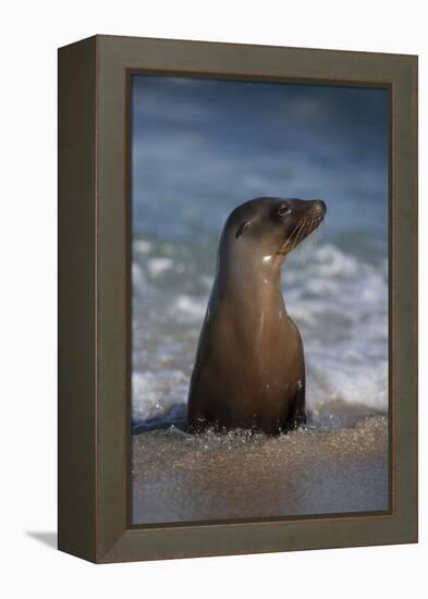 USA, California, La Jolla. Young sea lion in beach water.-Jaynes Gallery-Framed Premier Image Canvas