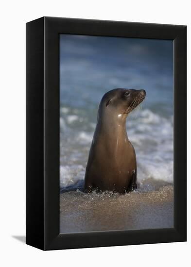 USA, California, La Jolla. Young sea lion in beach water.-Jaynes Gallery-Framed Premier Image Canvas
