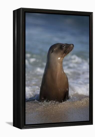 USA, California, La Jolla. Young sea lion in beach water.-Jaynes Gallery-Framed Premier Image Canvas