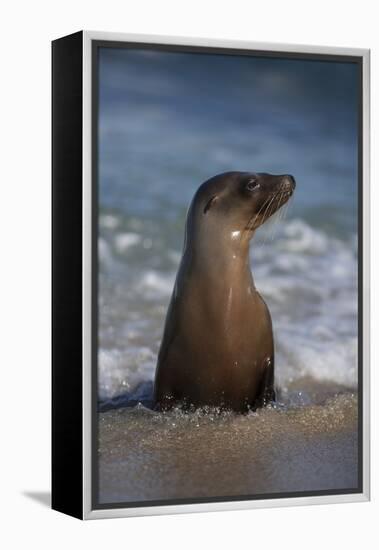 USA, California, La Jolla. Young sea lion in beach water.-Jaynes Gallery-Framed Premier Image Canvas