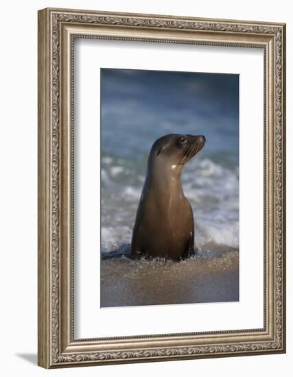 USA, California, La Jolla. Young sea lion in beach water.-Jaynes Gallery-Framed Photographic Print