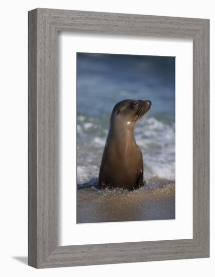 USA, California, La Jolla. Young sea lion in beach water.-Jaynes Gallery-Framed Photographic Print