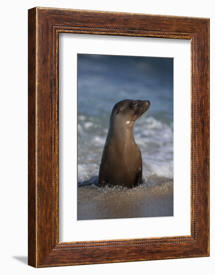 USA, California, La Jolla. Young sea lion in beach water.-Jaynes Gallery-Framed Photographic Print