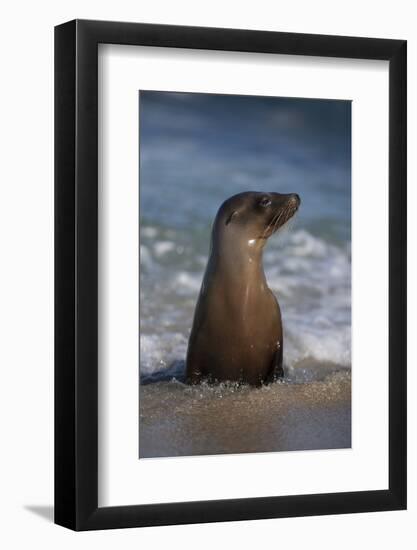 USA, California, La Jolla. Young sea lion in beach water.-Jaynes Gallery-Framed Photographic Print