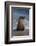 USA, California, La Jolla. Young sea lion in beach water.-Jaynes Gallery-Framed Photographic Print