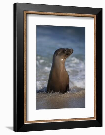 USA, California, La Jolla. Young sea lion in beach water.-Jaynes Gallery-Framed Photographic Print