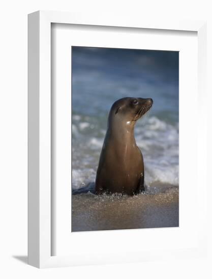 USA, California, La Jolla. Young sea lion in beach water.-Jaynes Gallery-Framed Photographic Print