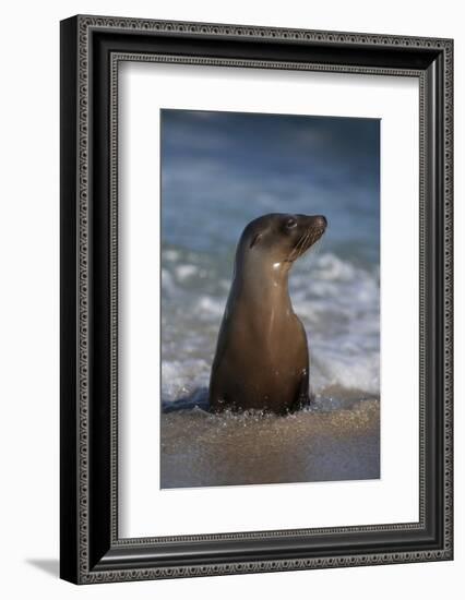 USA, California, La Jolla. Young sea lion in beach water.-Jaynes Gallery-Framed Photographic Print