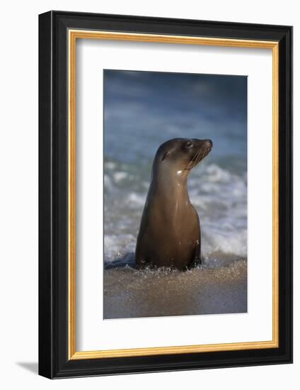 USA, California, La Jolla. Young sea lion in beach water.-Jaynes Gallery-Framed Photographic Print