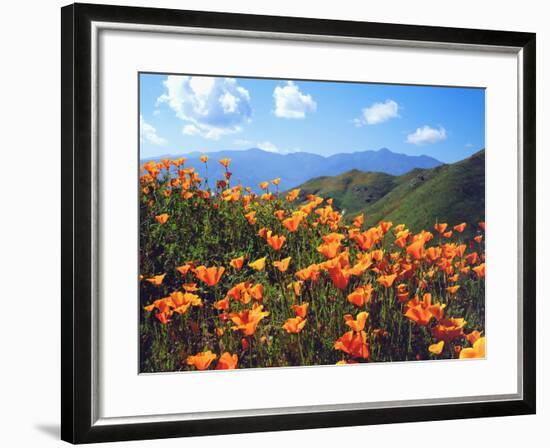 USA, California, Lake Elsinore. California Poppies Cover a Hillside-Jaynes Gallery-Framed Photographic Print