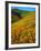 USA, California, Lake Elsinore. California Poppies Cover a Hillside-Jaynes Gallery-Framed Photographic Print