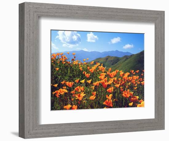 USA, California, Lake Elsinore. California Poppies Cover a Hillside-Jaynes Gallery-Framed Photographic Print