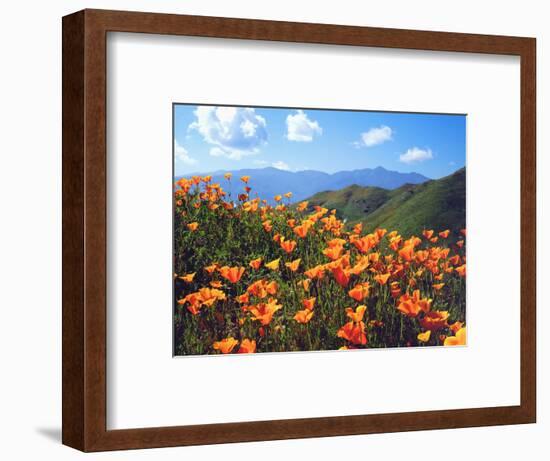 USA, California, Lake Elsinore. California Poppies Cover a Hillside-Jaynes Gallery-Framed Photographic Print