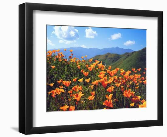 USA, California, Lake Elsinore. California Poppies Cover a Hillside-Jaynes Gallery-Framed Photographic Print