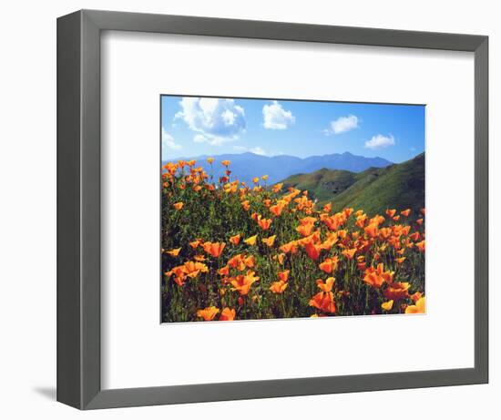 USA, California, Lake Elsinore. California Poppies Cover a Hillside-Jaynes Gallery-Framed Photographic Print