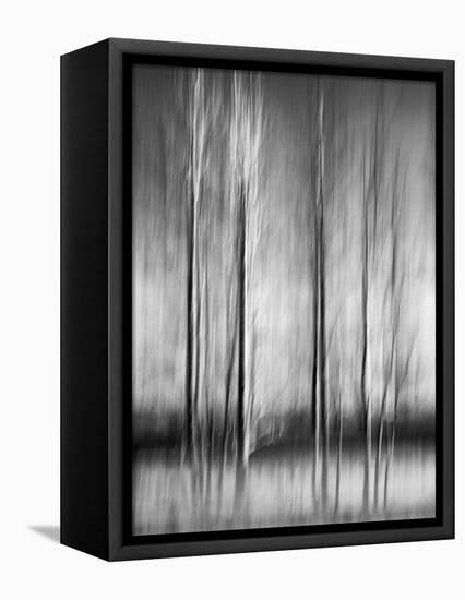 USA, California, Lake Tahoe, Abstract of Bare Aspen Trees and Snow at Carnelian Bay-Ann Collins-Framed Premier Image Canvas