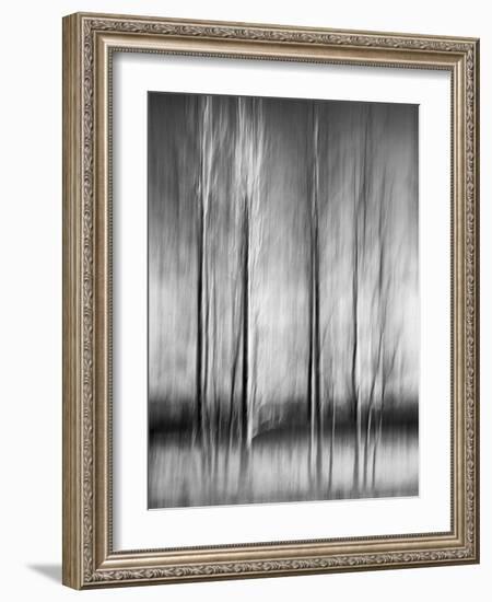 USA, California, Lake Tahoe, Abstract of Bare Aspen Trees and Snow at Carnelian Bay-Ann Collins-Framed Photographic Print