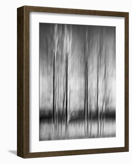 USA, California, Lake Tahoe, Abstract of Bare Aspen Trees and Snow at Carnelian Bay-Ann Collins-Framed Photographic Print