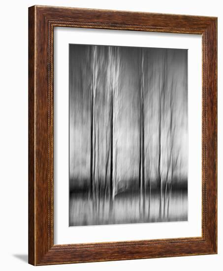 USA, California, Lake Tahoe, Abstract of Bare Aspen Trees and Snow at Carnelian Bay-Ann Collins-Framed Photographic Print