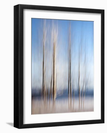 USA, California, Lake Tahoe, Abstract of Bare Aspen Trees and Snow at Carnelian Bay-Ann Collins-Framed Photographic Print