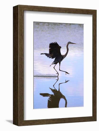 USA, California, Lakeside, Great Blue Heron Landing-Jaynes Gallery-Framed Photographic Print