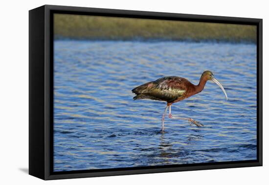 USA, California, Los Angeles. Glossy ibis in breeding plumage.-Jaynes Gallery-Framed Premier Image Canvas